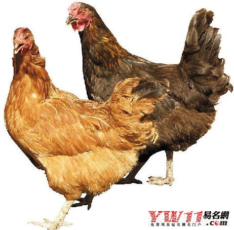 夢(mèng)見母雞  