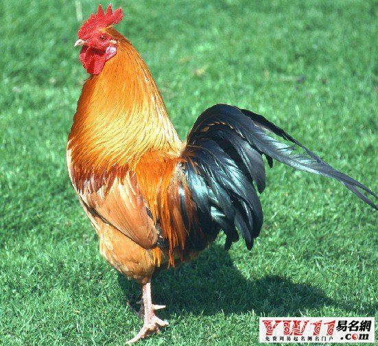 夢(mèng)見雞