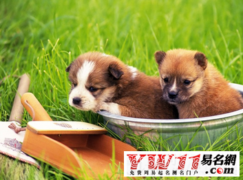 屬狗人2017年運(yùn)勢(shì)