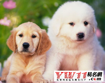 屬狗人2017年運(yùn)勢(shì)