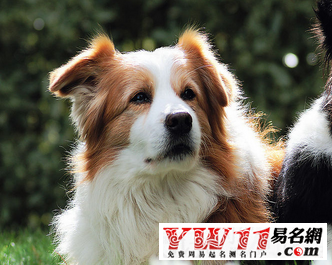 屬狗人2017年運(yùn)勢(shì)