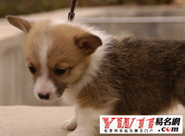 屬狗人2017年運(yùn)勢(shì)